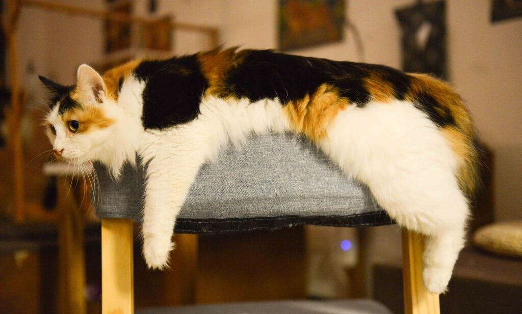 cat not eating, lying on a chair