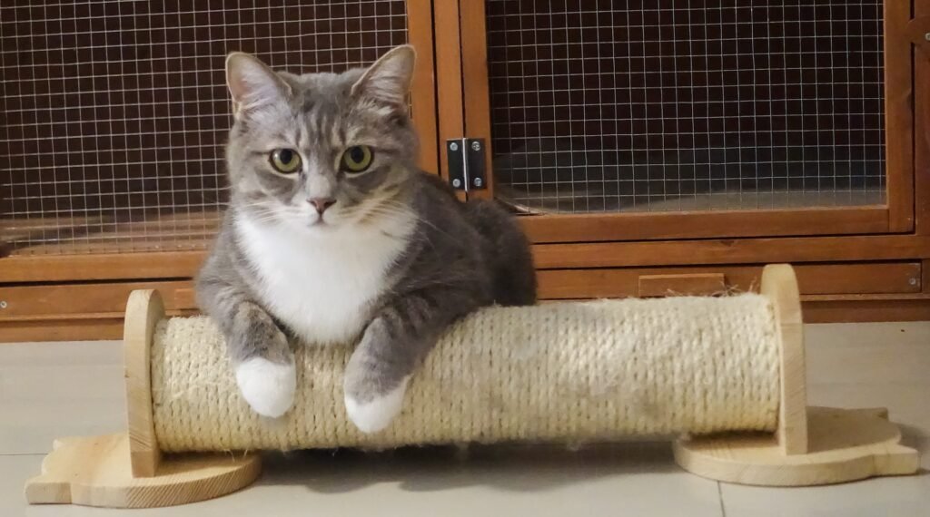 how to discipline a cat
