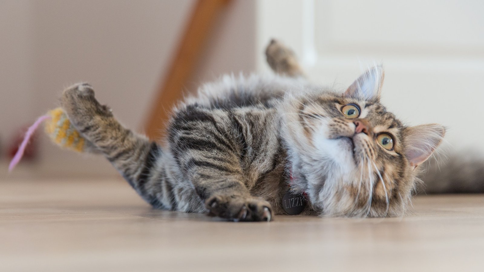 How to Discipline a Cat