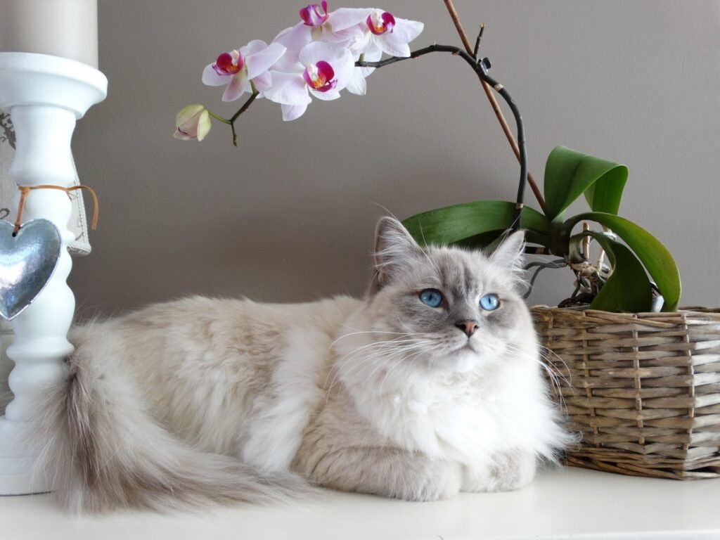 cat sitting on a cabinet