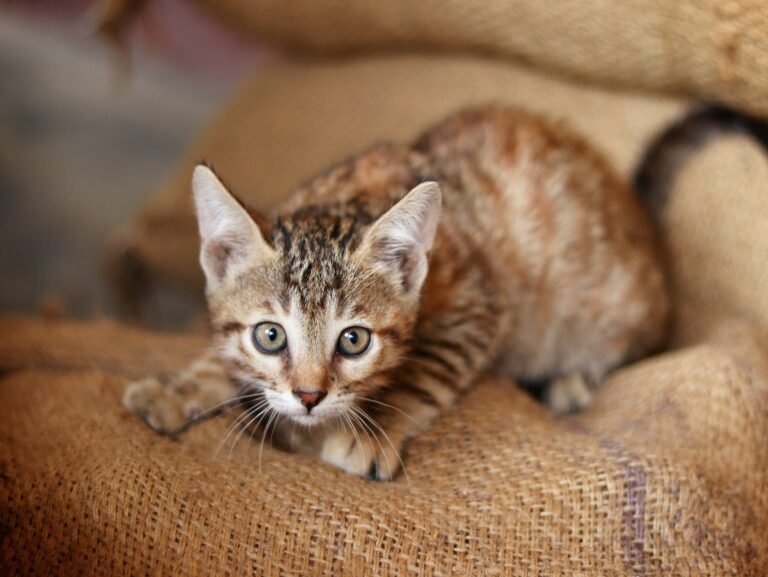 Mischievous Cat