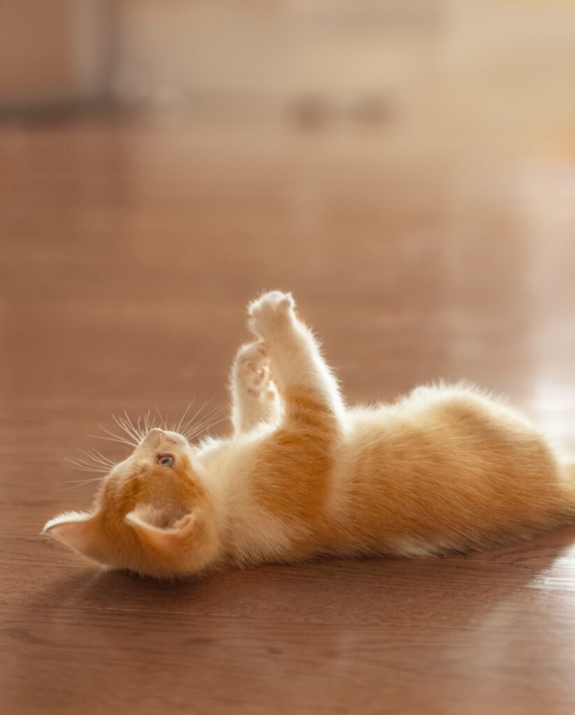 cat showing its belly, cat body language