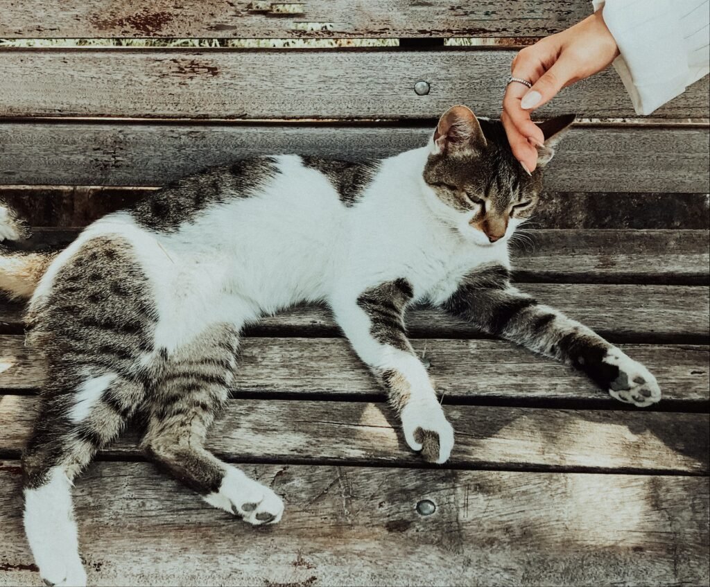 cat sitting positions