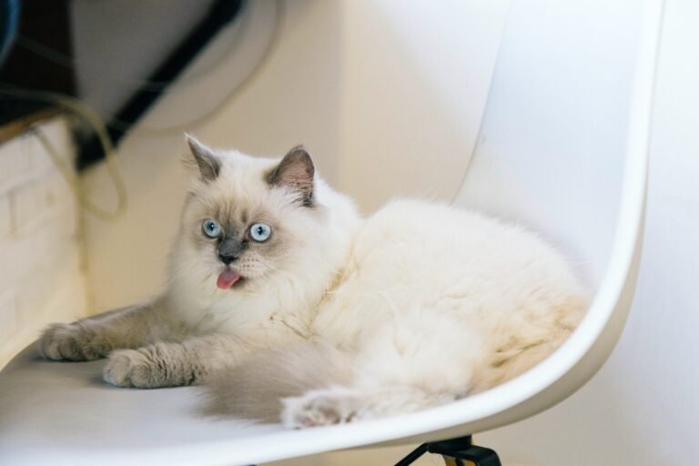 Cat Not Eating
