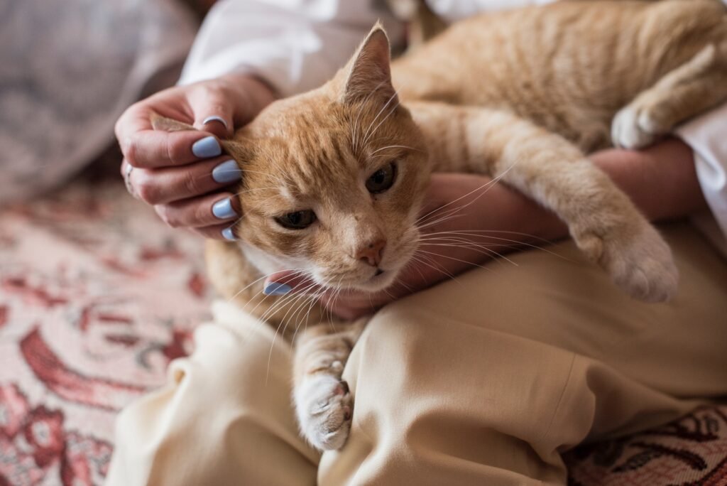 cat snuggling