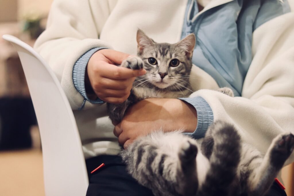 how to tell if a cat is happy
