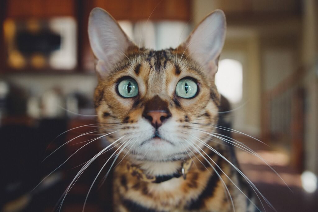 can cats eat ham?