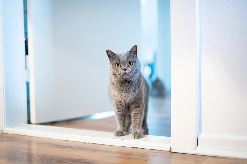 Is Ham Good For Cats