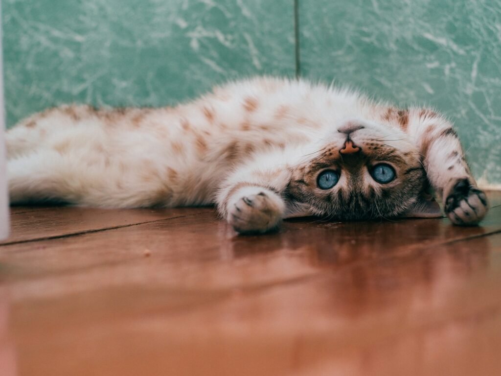 can cats eat cooked chicken
