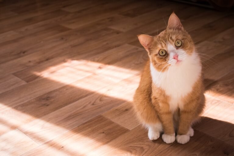 Can Cats Eat Cooked Chicken