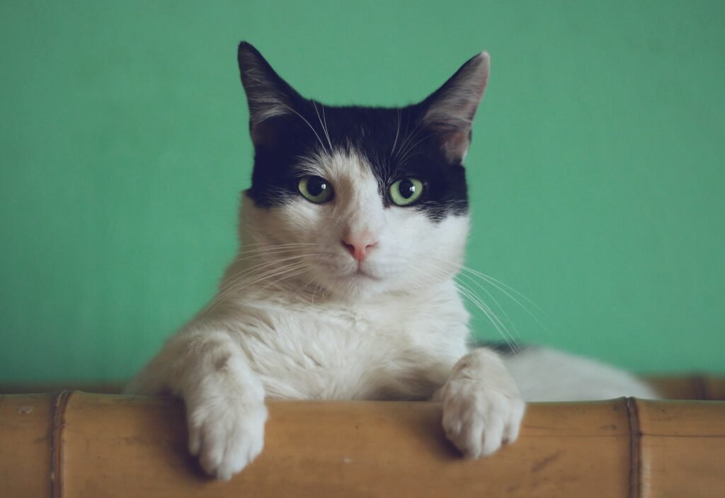 can cats eat cooked chicken
