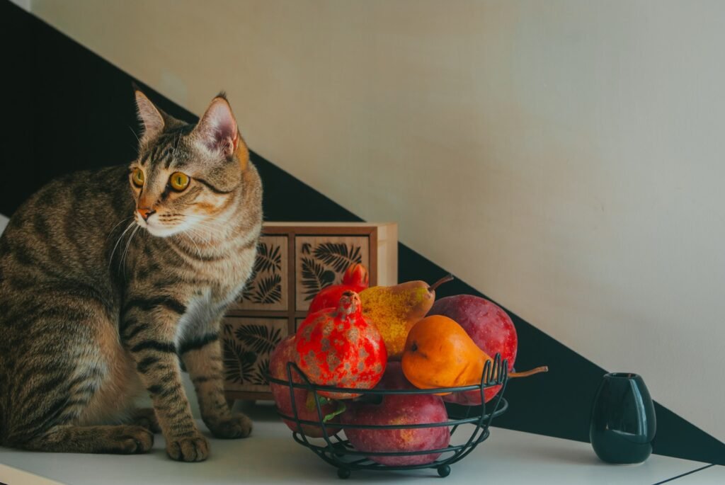 what fruits can cats eat
