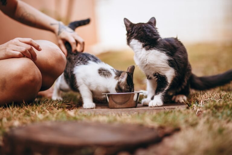 Can Cats Eat Salmon