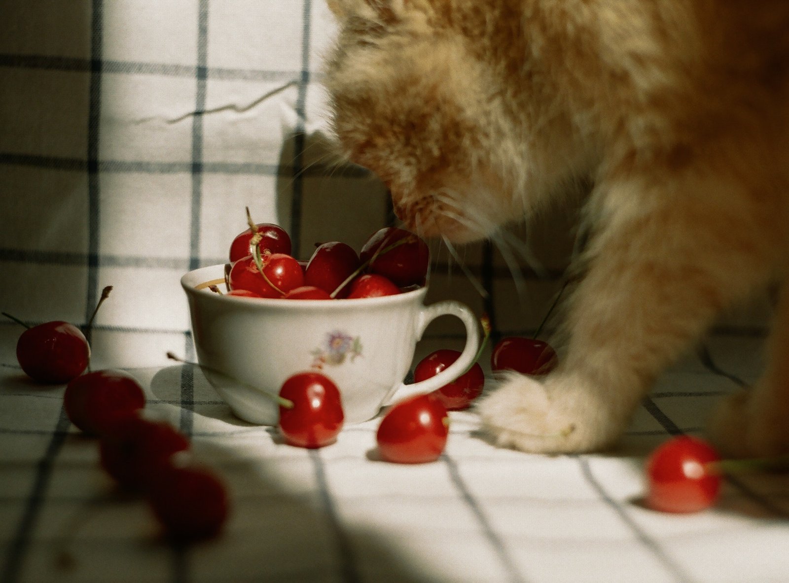 What Fruits Can Cats Eat