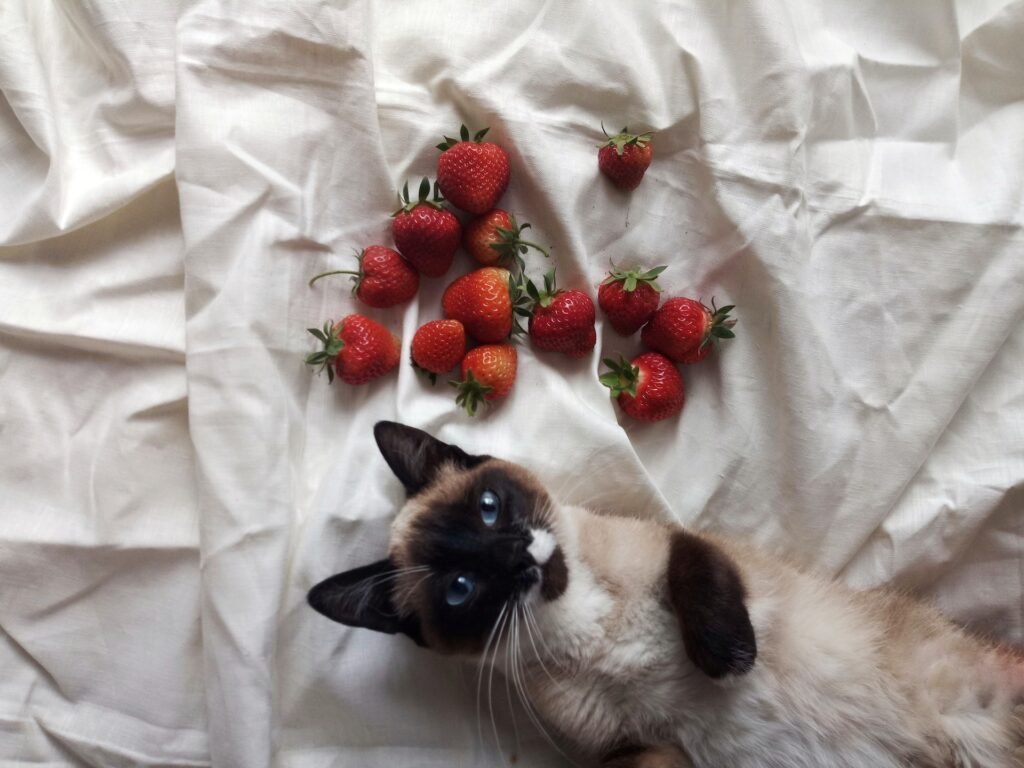 what fruits can cats eat
