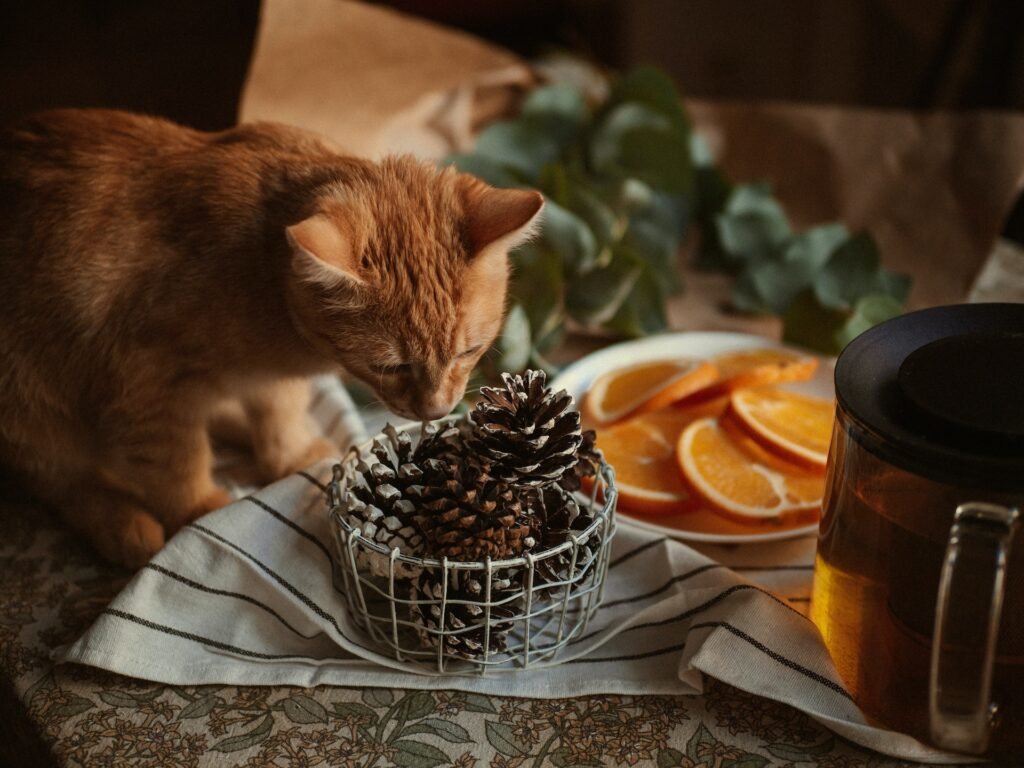 smells that cats hate
