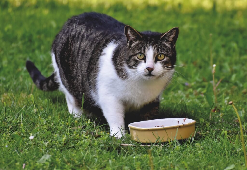 Can Cats Eat Salmon? 
