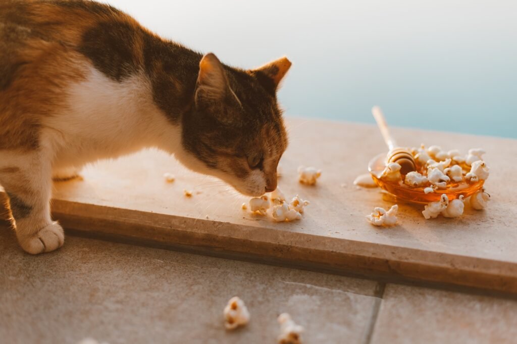 smells that cats hate
