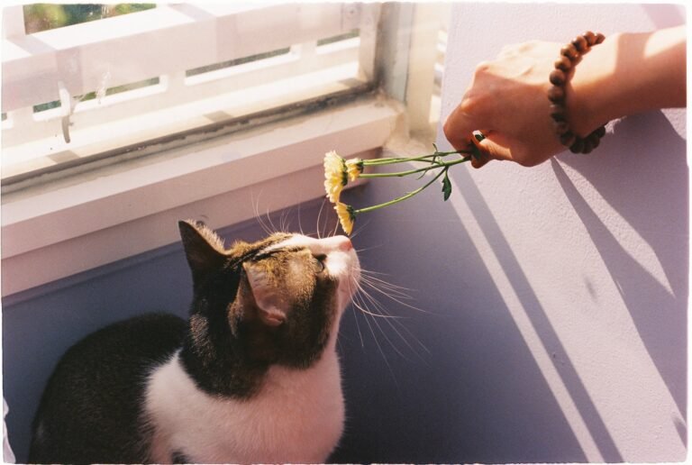 Smells That Cats Hate