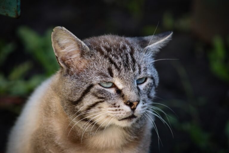 Why Do Cats Bring You Dead Animals