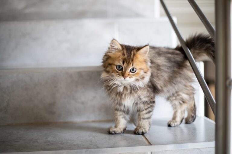 Snacks for Cats