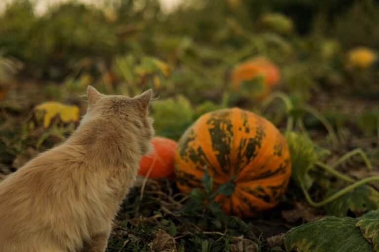 Vegetables for Cats