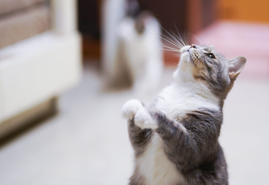 cat food myths