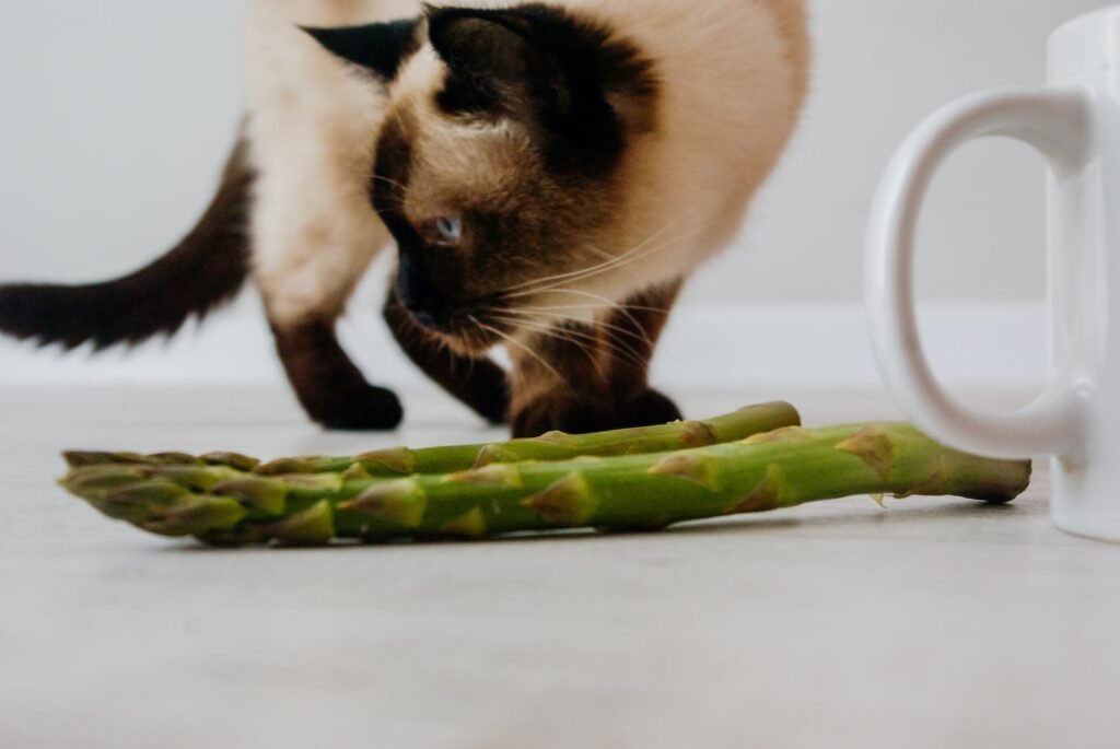 Vegetables for Cats
