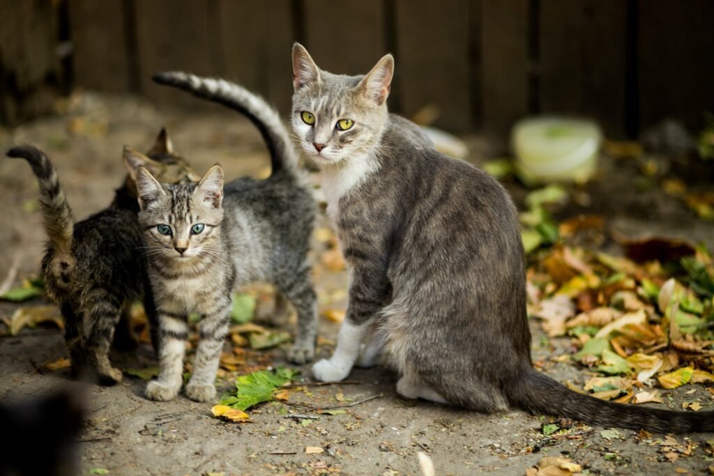 Debunking Cat Food Myths