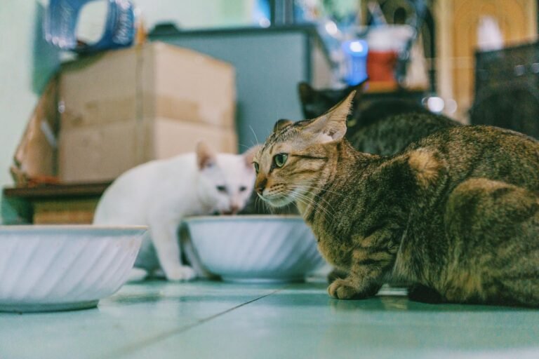 Debunking Cat Food Myths