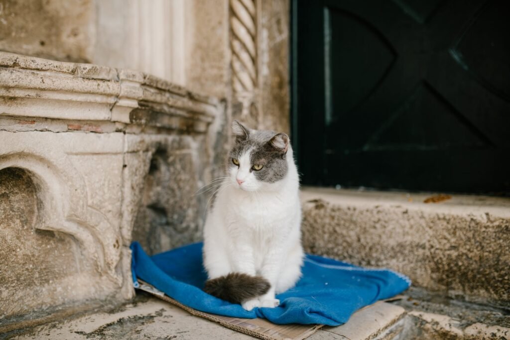 Best Cat Food for Senior Cats