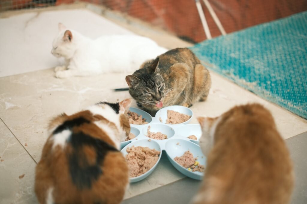 cat's food