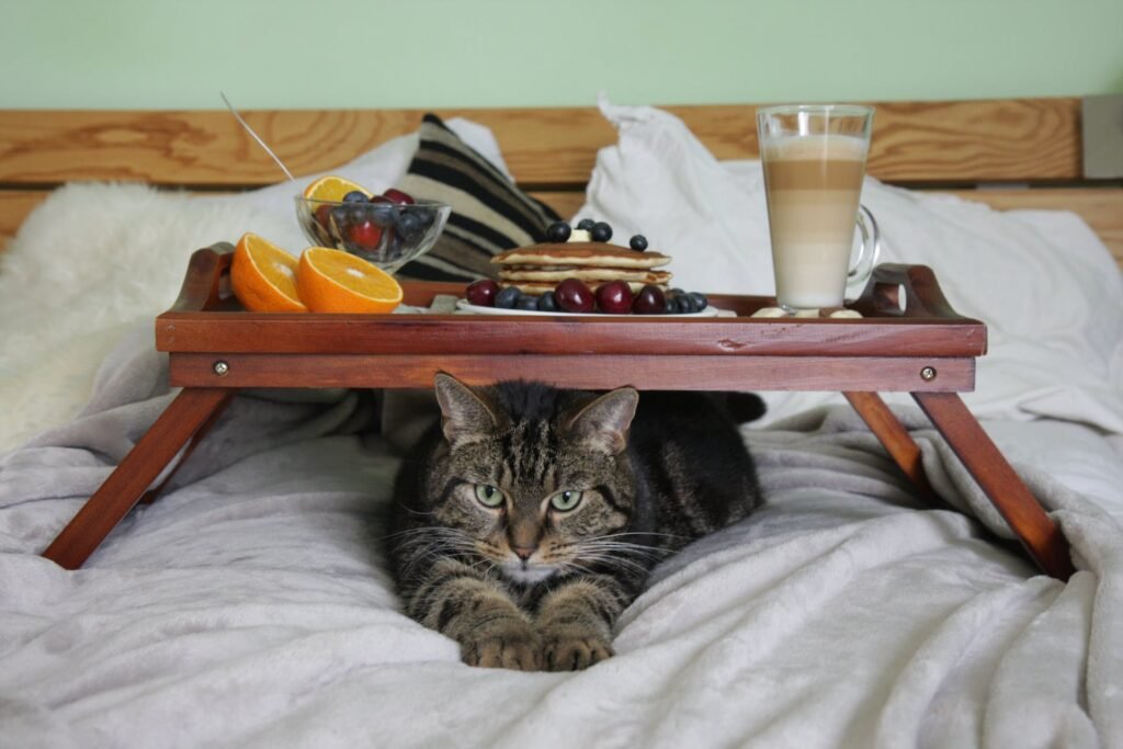 grain free cat food
