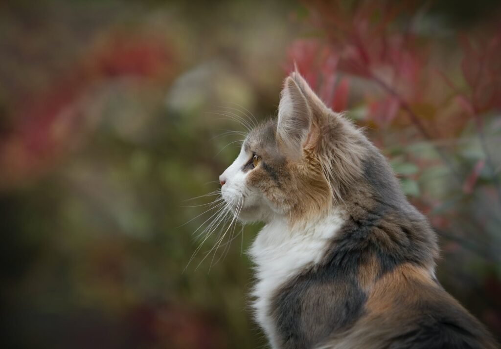 Best Cat Food for Senior Cats