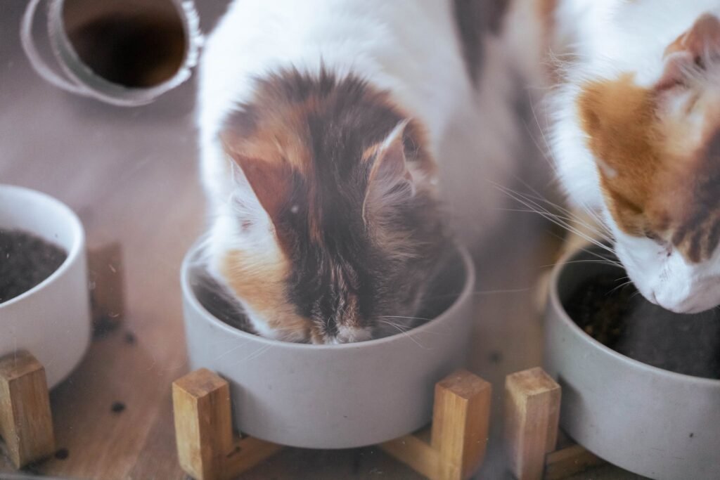 homemade cat food