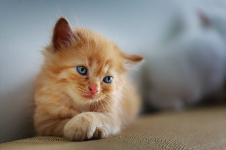 Can Cats Be Vegan