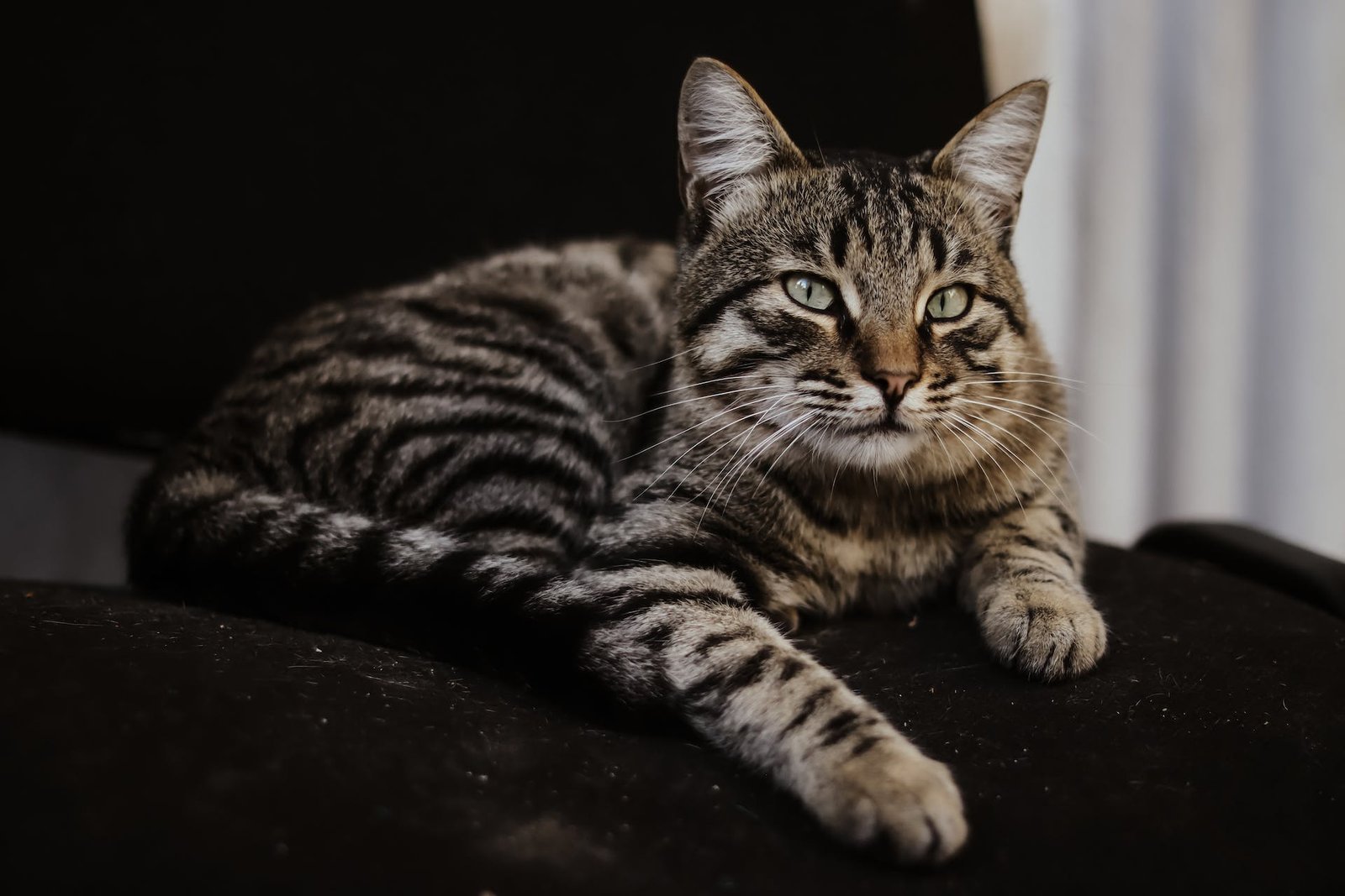 Best Cat Food for Senior Cats