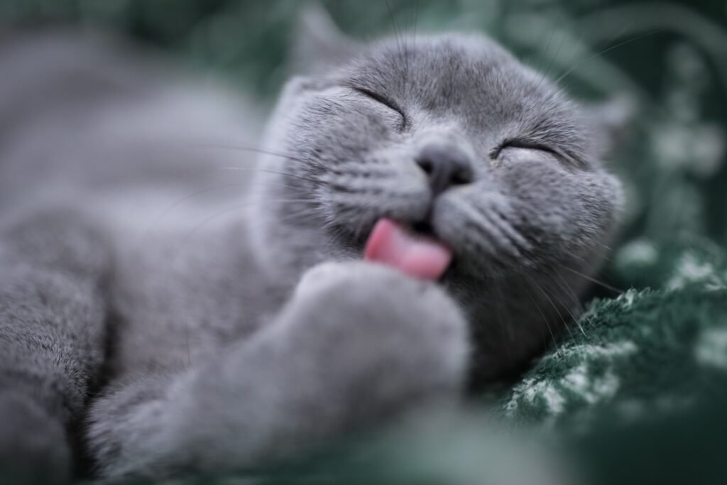 cat losing hair