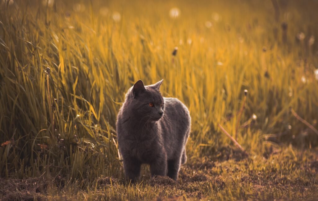 What Do Cats Eat in the Wild?