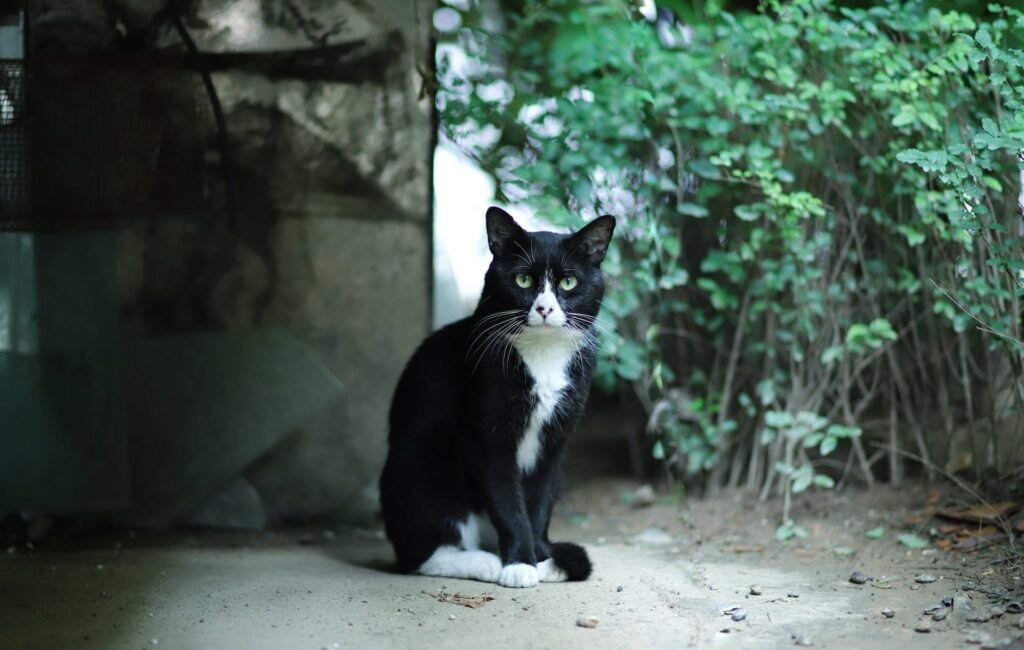 cat losing weight