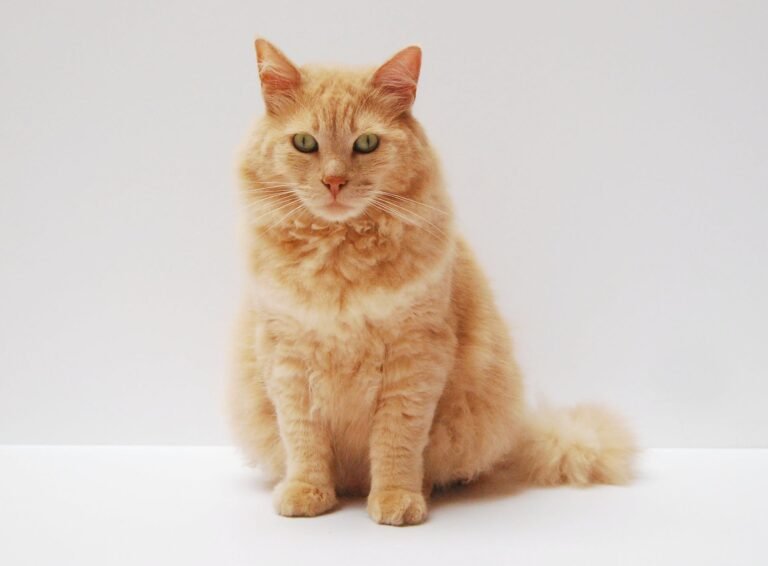 How to Help Cat Lose Weight