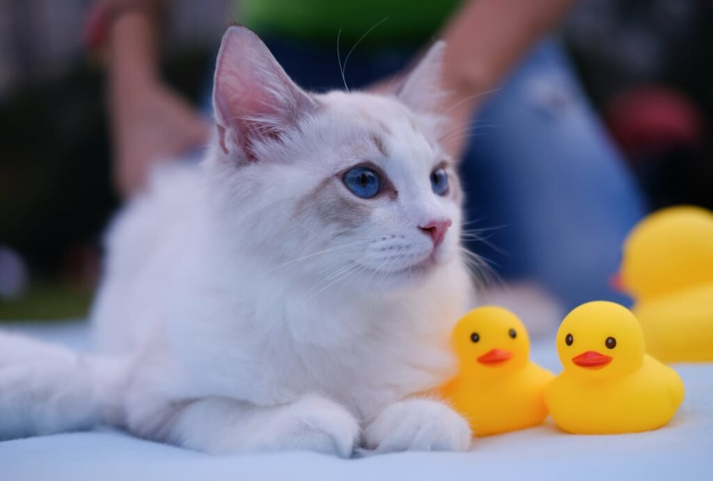 How to Help Your Cat Lose Weight 