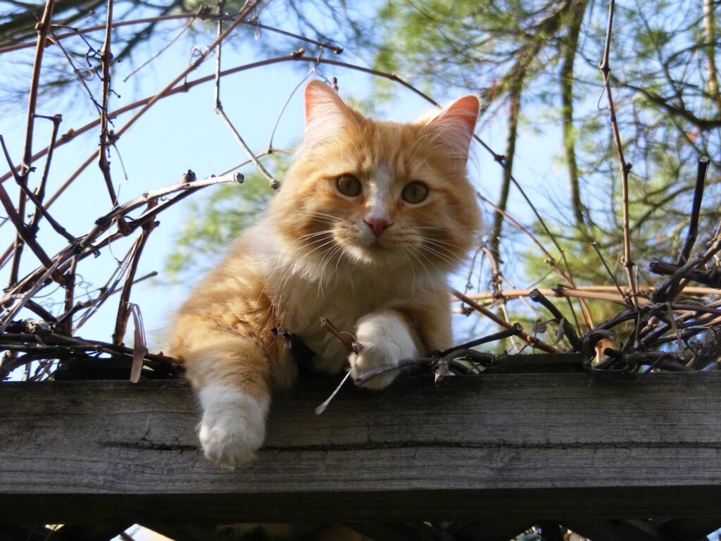 How to Help Your Cat Lose Weight 