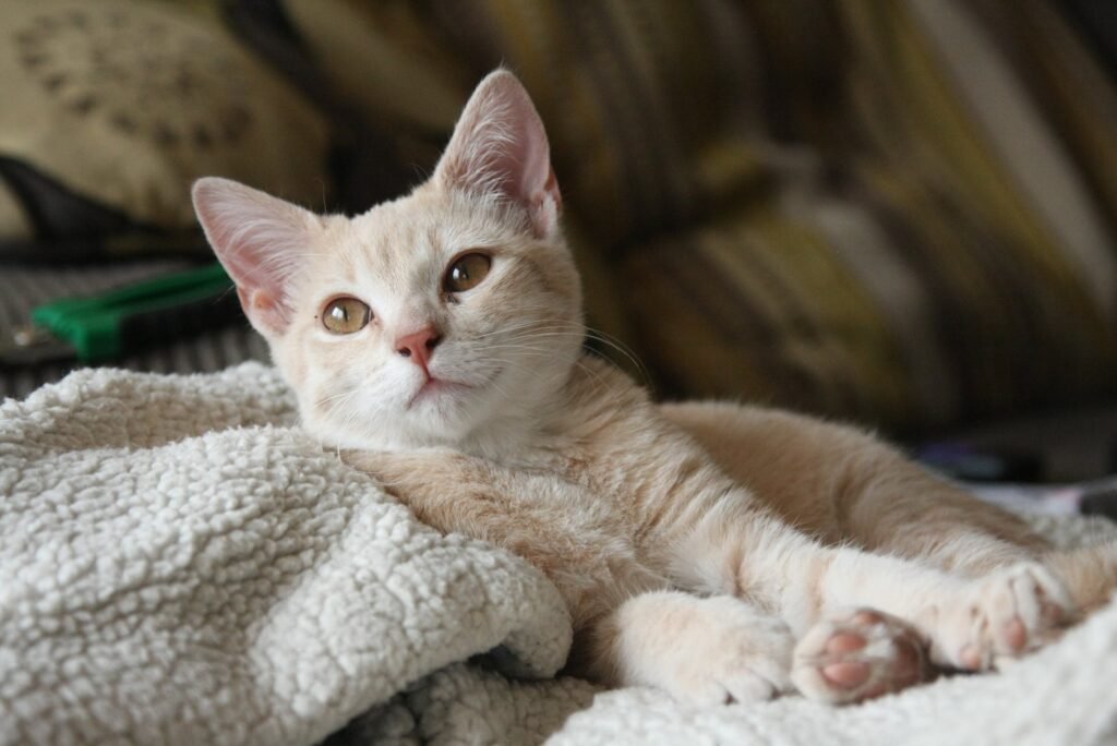 cat losing weight