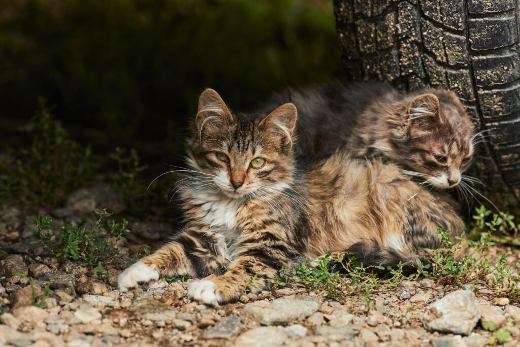 What Do Cats Eat in the Wild?