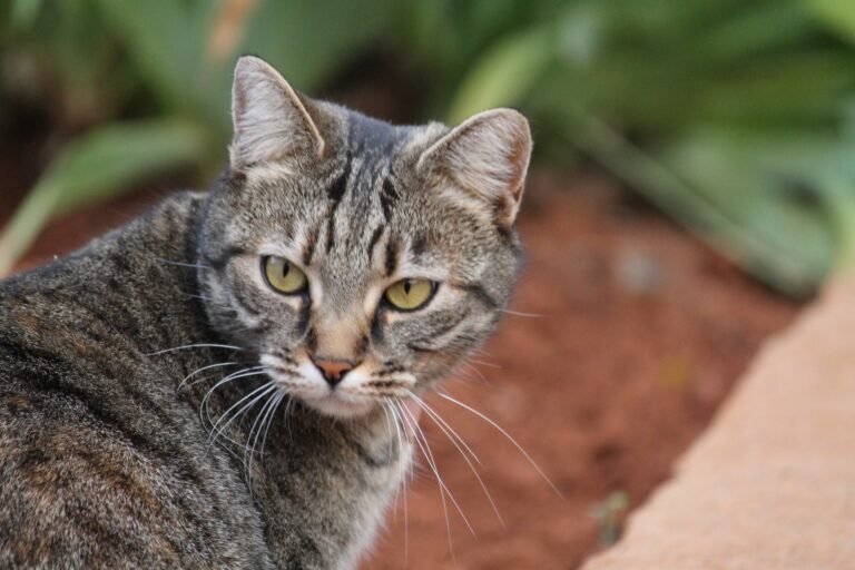 What Do Cats Eat in the Wild?