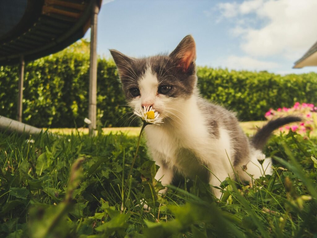 Cat Food Allergies
