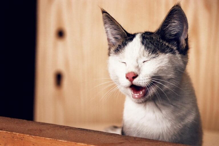 Cat Food Allergies