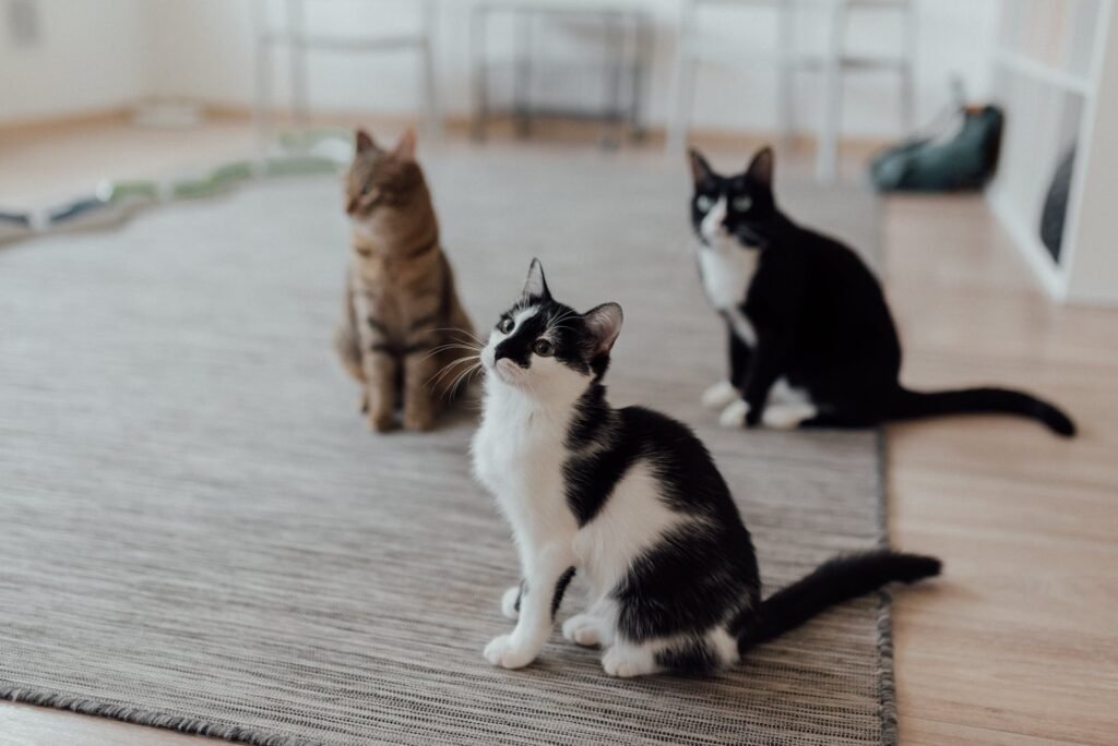 Dietary Supplements for Cats
