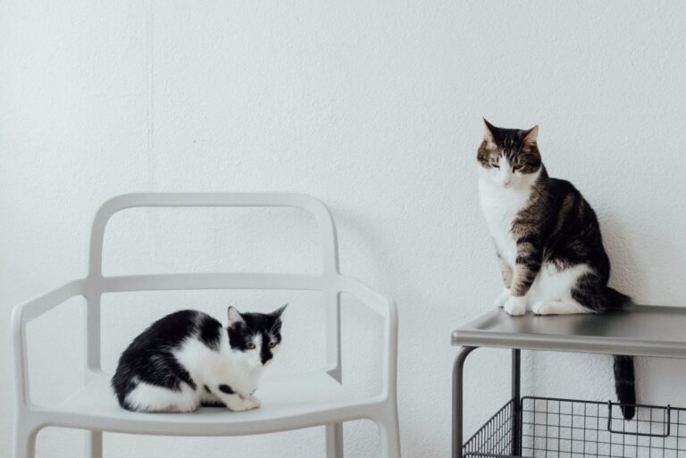 Supplements for Cats